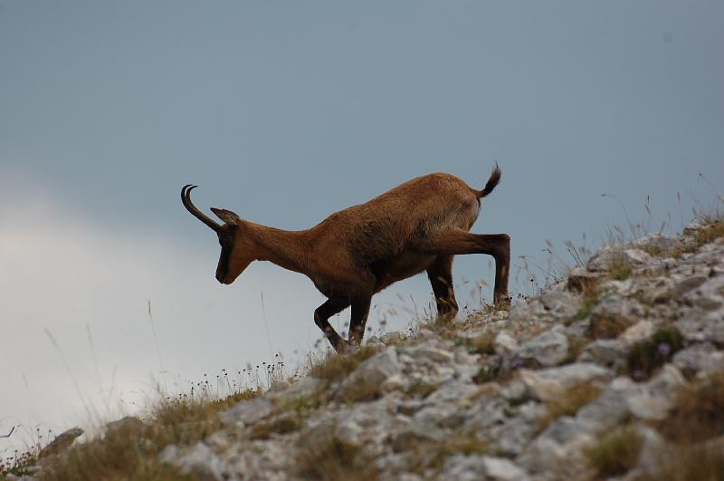 camoscio d'abruzzo